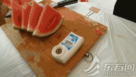 安徽8424西瓜产地批发多少钱一斤,今日西瓜价格最新行情8424