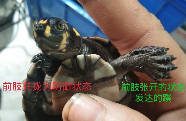 黄头侧颈龟到底能不能养,养黄头侧颈龟适合造景么