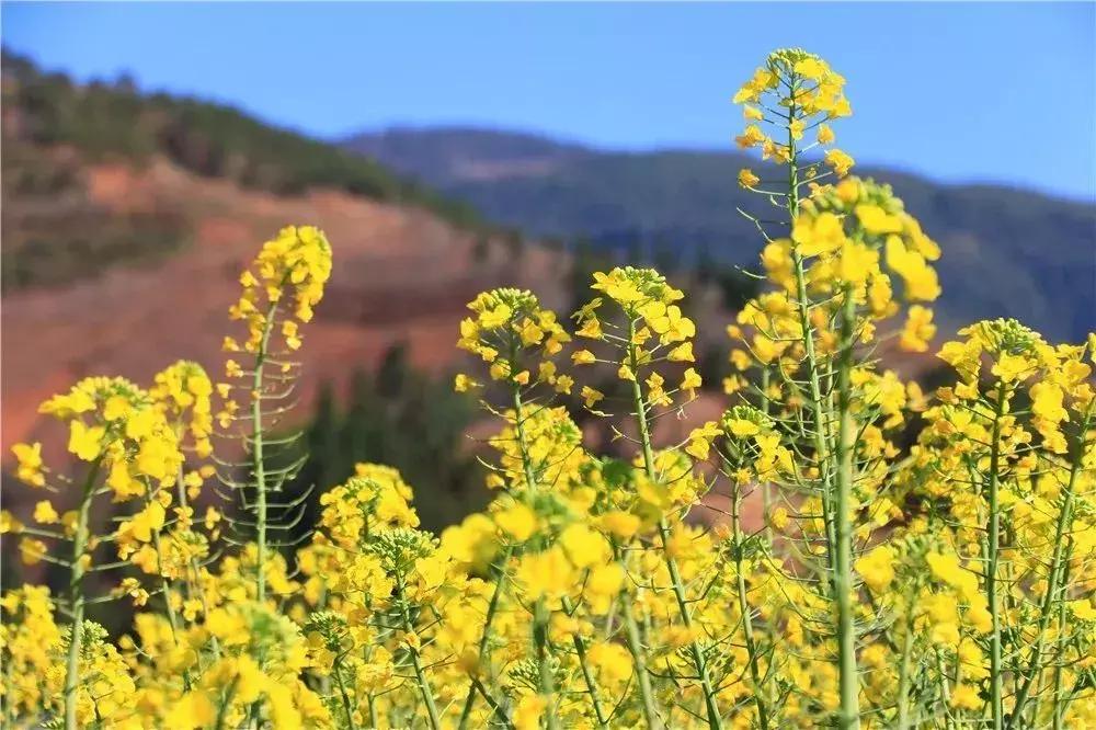 一路从南方到北方感受四季,成都最值得去的小城