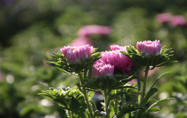 十二星座心情不好怎么宣泄,十二星座情绪低落时