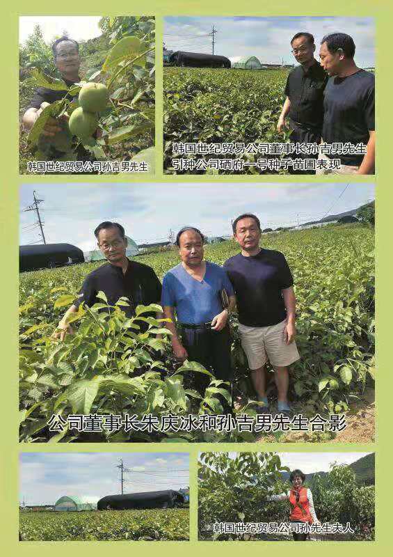 特早熟高产核桃,核桃硒府一号南方种植