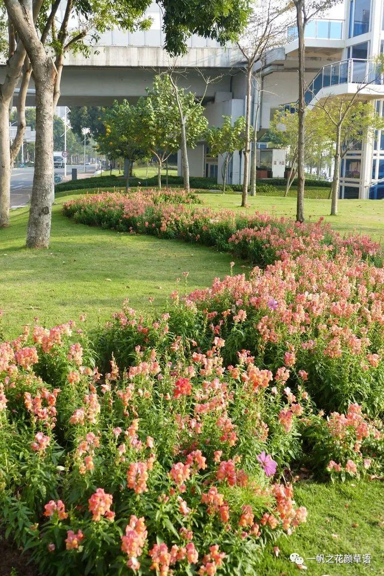 金鱼草的简介,金鱼草的地径