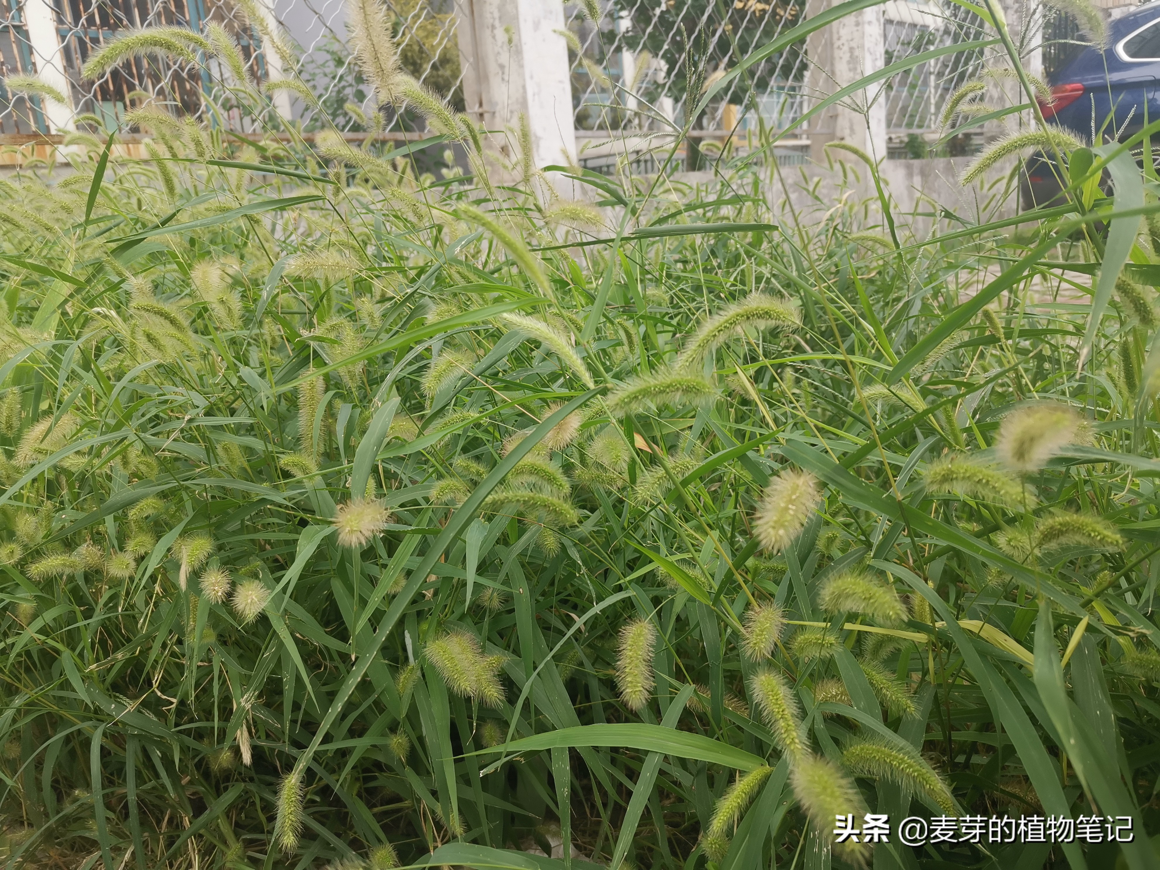 带动物名的植物,哪些动物的名字和植物的相近