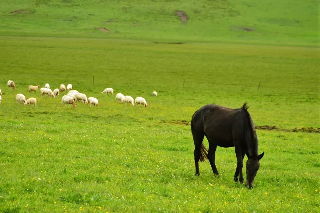 川西若尔盖草原，7月迎来颜值巅峰，温度不到20℃！避暑走起