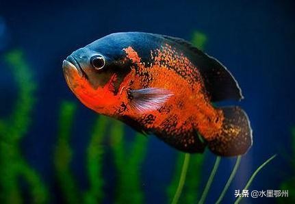 地图鱼喂什么饲料,地图鱼的养殖技术和方法