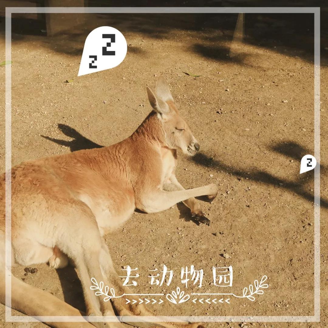 在动物园散步才是正经事|暴走福州