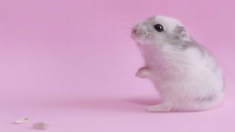 新手养仓鼠应该养什么品种的侏儒,新手养仓鼠养什么品种的好