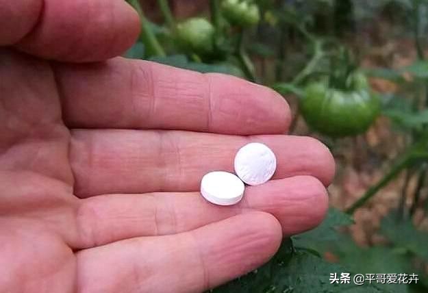 养花养根药片磨碎用上根系呼呼长,用什么药水可以让植物爆根