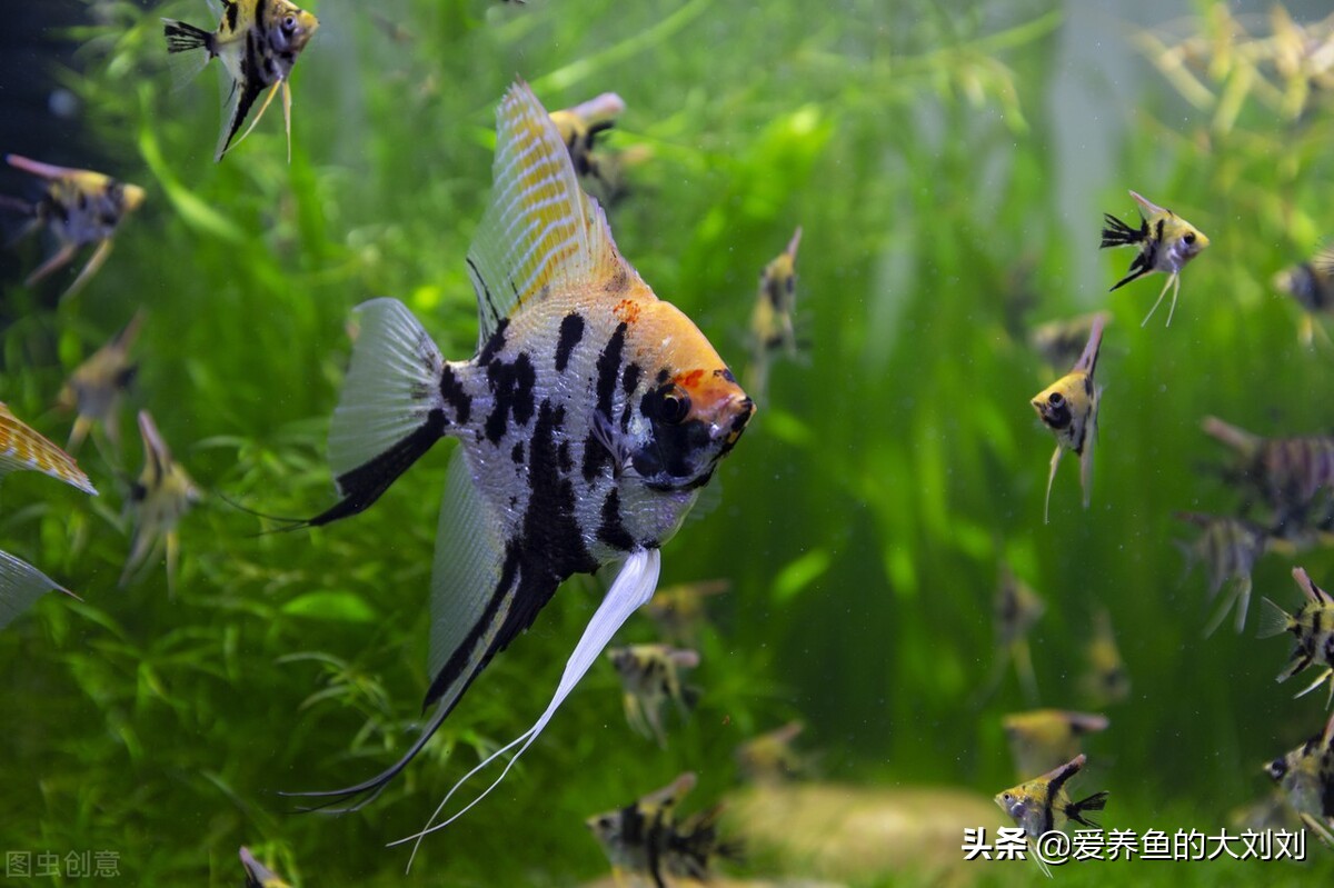 鱼缸紫外线杀菌灯有效范围,鱼缸水发绿用uv杀菌灯多久见效