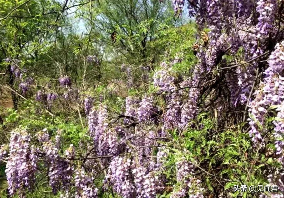 井陉三川九岭十八峪图片,三川九岭十八峪