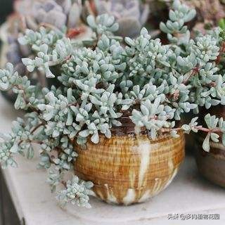 白菊怎么养才能开花呢,白菊黄菊的养护方法