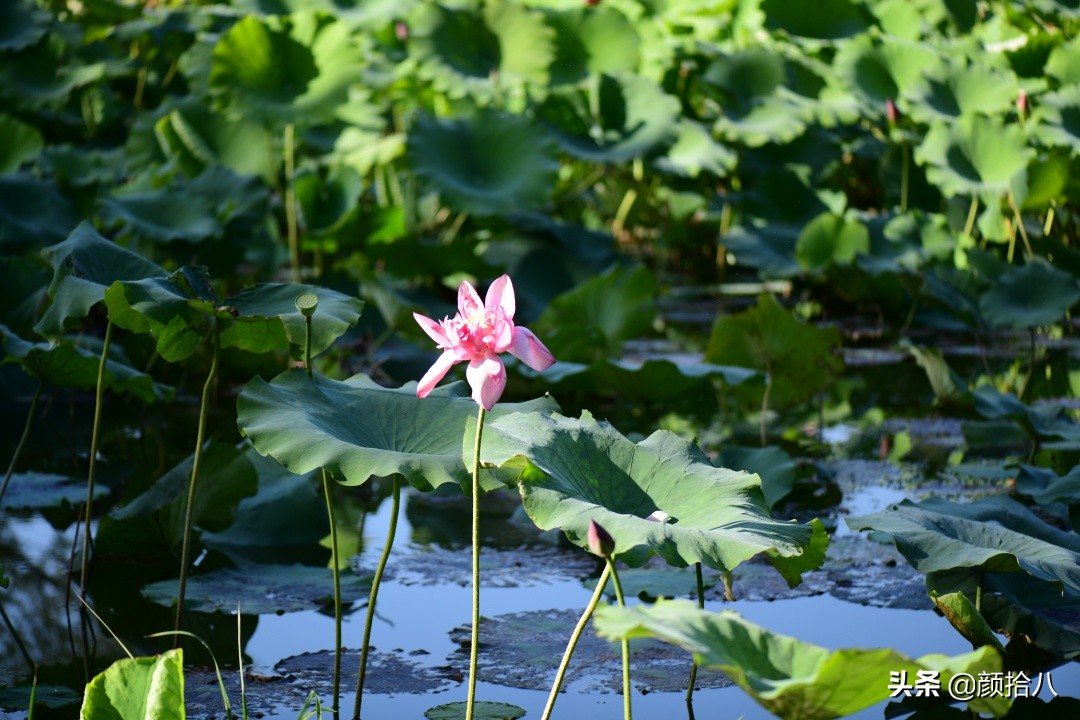 北京圆明园一日游推荐,圆明园秋色如画