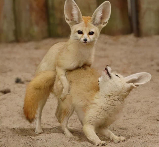 世界上最可爱的10种动物,世界上十种最可爱的动物