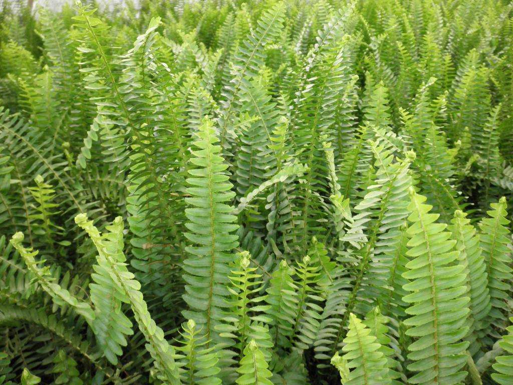 长得像虫子的蕨类,根部黑色像蜈蚣形状的蕨类大全