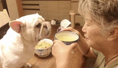 斗牛犬被疯狂虐待,曾经被遗弃的斗牛犬