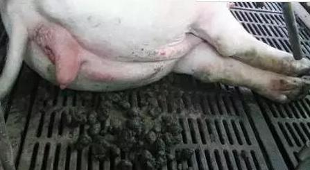 怎样养好母猪能让母猪多产奶,养好母猪的关键是什么你知道吗