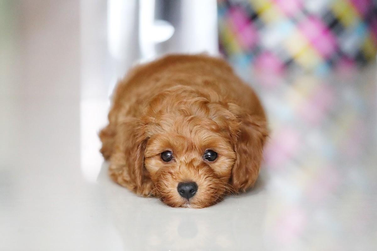 狗狗在家就能遛不能出去遛,几个月的狗狗可以在冬天遛狗