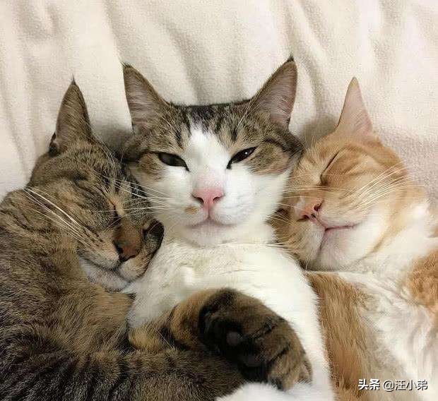 如何让猫咪变得十分乖巧特别粘人,猫咪怎么才能不闹猫