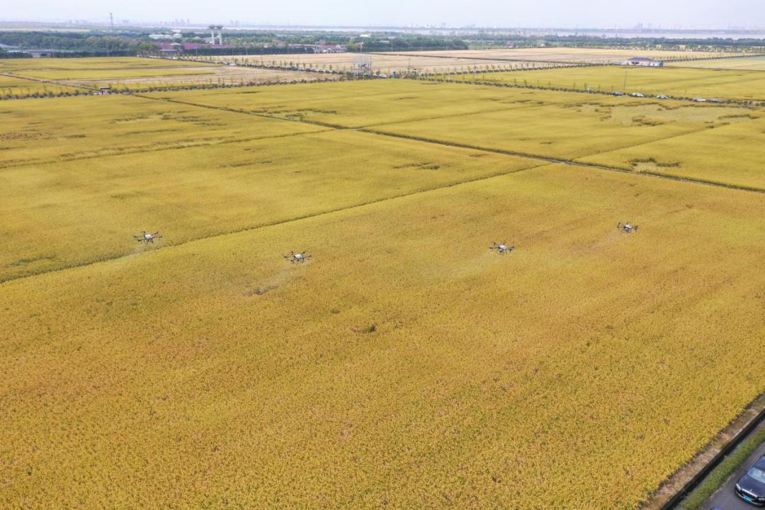 杭州的秋天随处可见都是美景,杭州西溪湿地美成调色盘