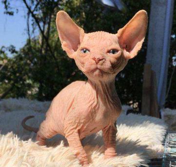 斯芬克斯无毛猫外星猫,斯芬克斯无毛猫凶吗
