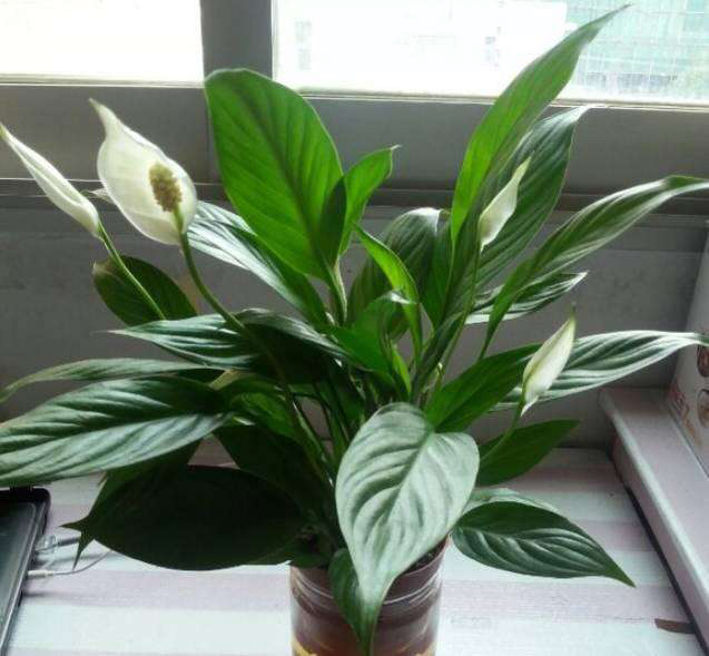 白掌叶面油绿,水培白掌叶子发黄不油绿