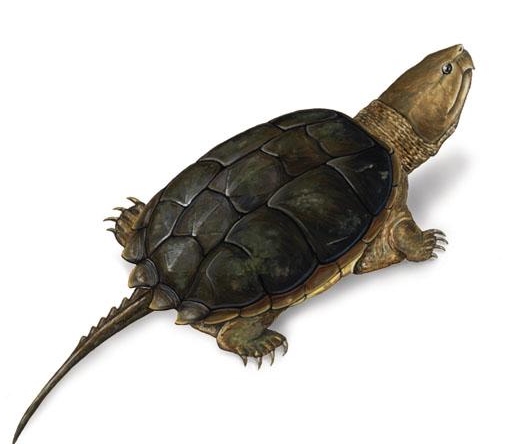 可以看陆龟的动物园,鳄龟可以看手机吗