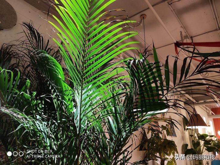 小米9使用感体验感受,小米9评测真实上手体验