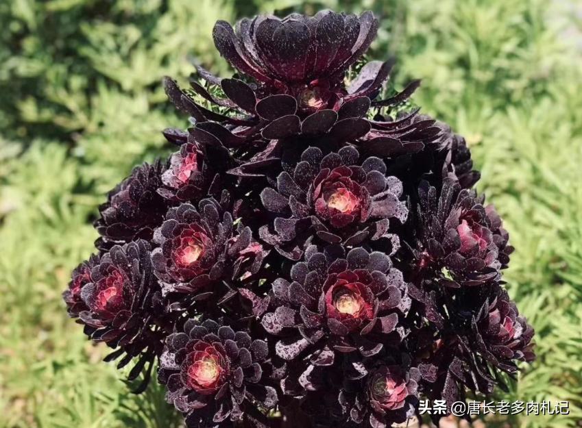 一般的多肉植物老桩价格是多少,1米高的法师多少钱