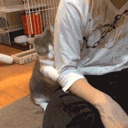 辟谣猫咪的六个谣言,辟谣猫咪并非黑夜都能看得清