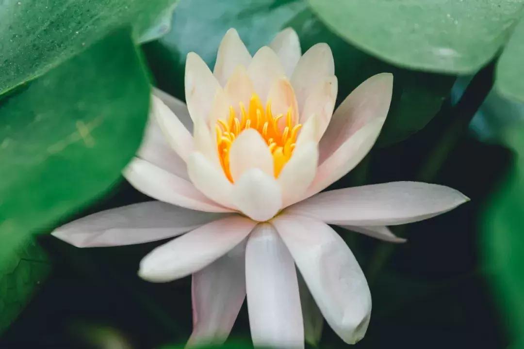 成都最美荷花池,成都荷花池有哪些