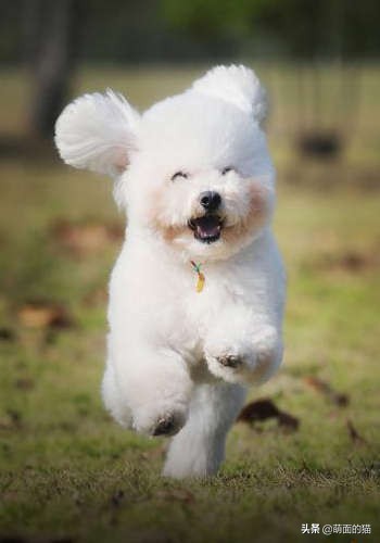 狗狗的品种大全哈士奇,哈士奇长毛狗品种大全图解