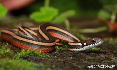 世界上五个杀不死的人,世界十大杀人不死的生物