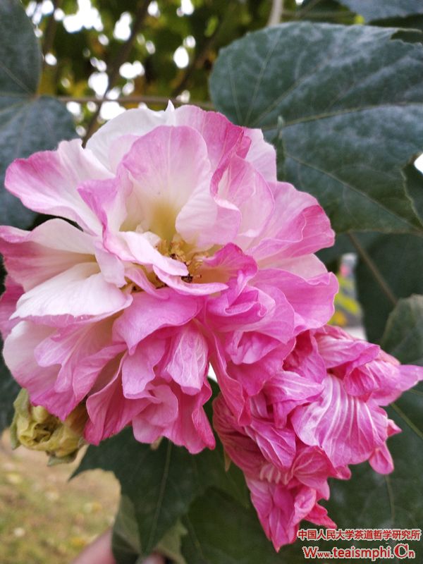 今日茶道李锡洪：良月之花木芙蓉及与木芙蓉相关的茶