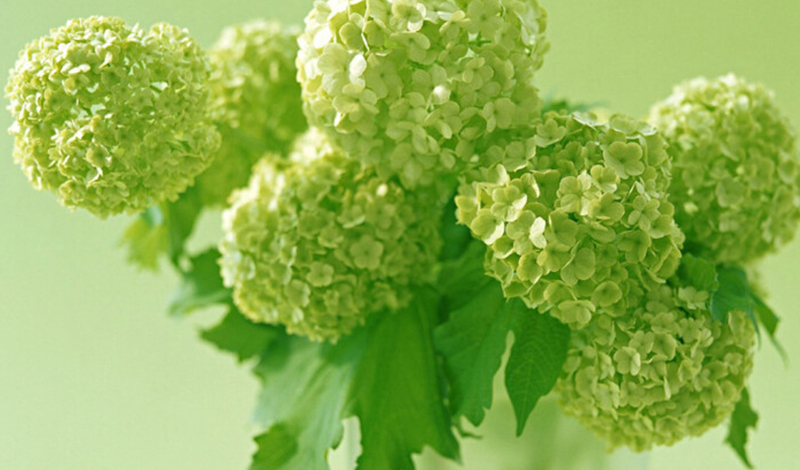 眼球被挖了一个洞还能恢复吗,眼球被挖男孩案