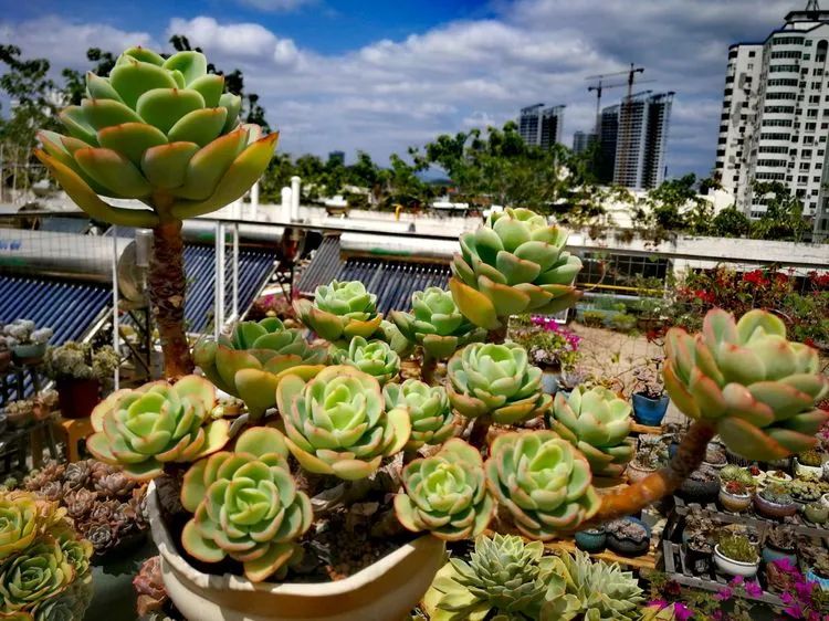 开挂区养多肉,非开挂区怎么把多肉养出状态