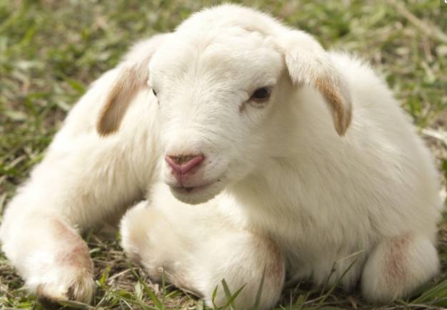 羊啃木头是什么病,如果羊一直啃木头会发生什么