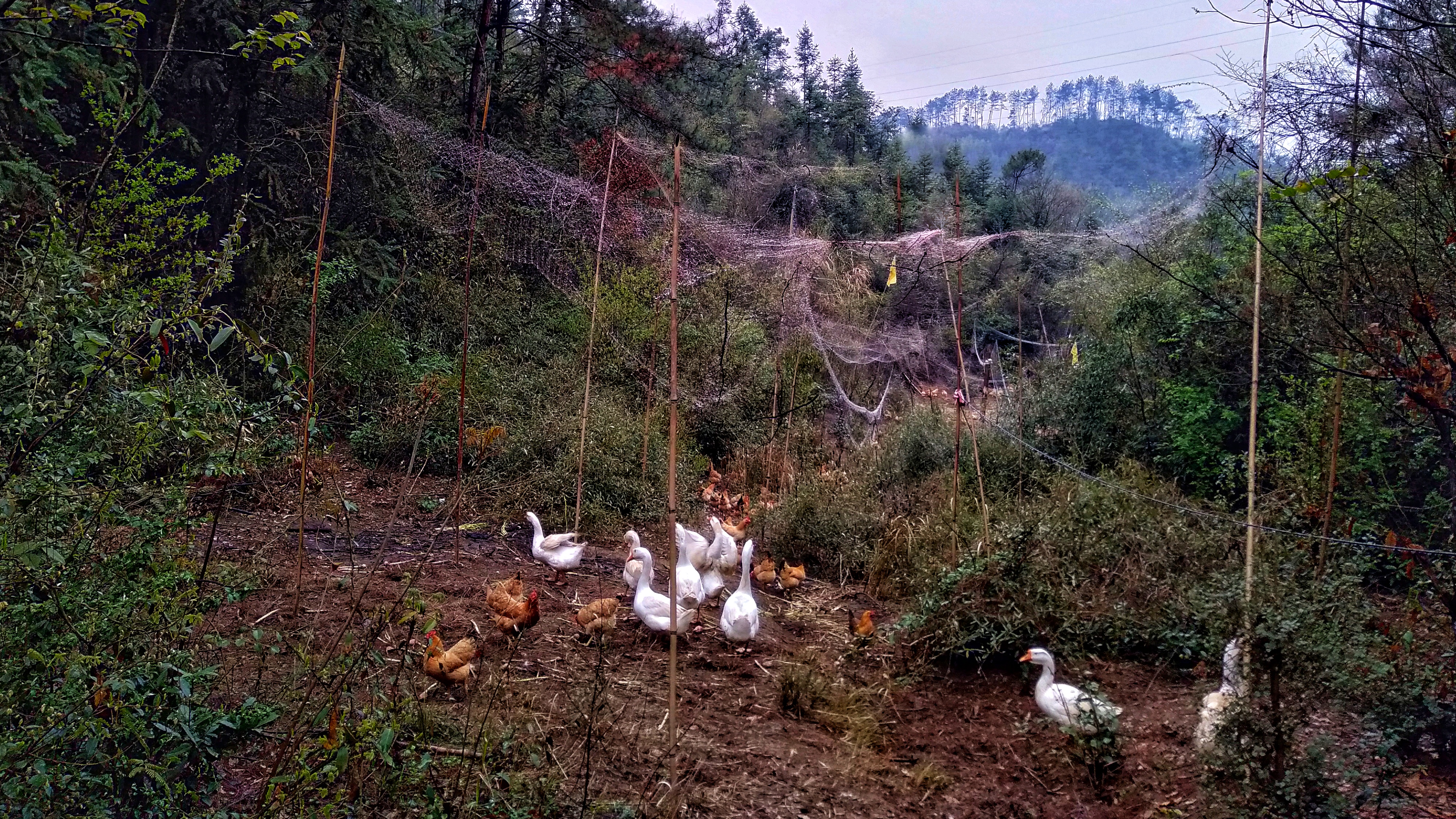 散养土鸡能赔钱吗,土鸡放养就是土鸡吗