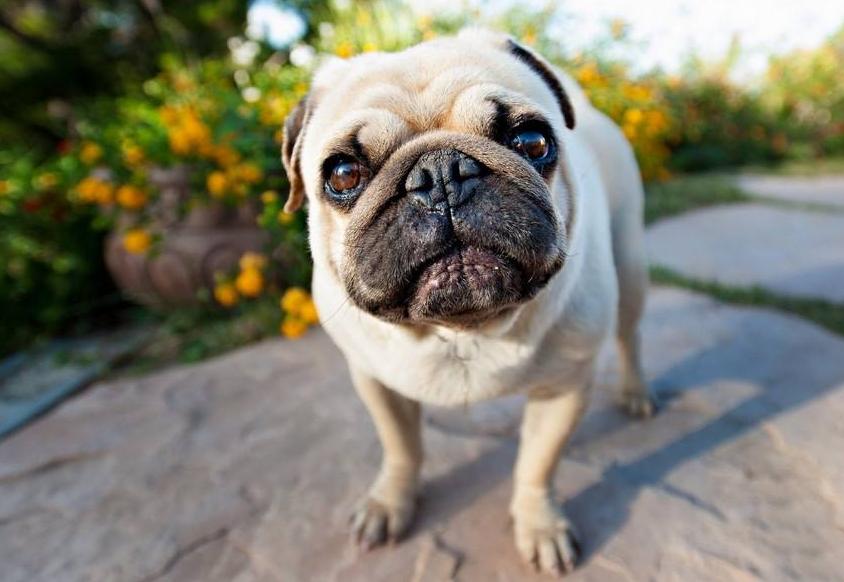 巴哥犬优缺点总结英文,巴哥犬和比熊优缺点