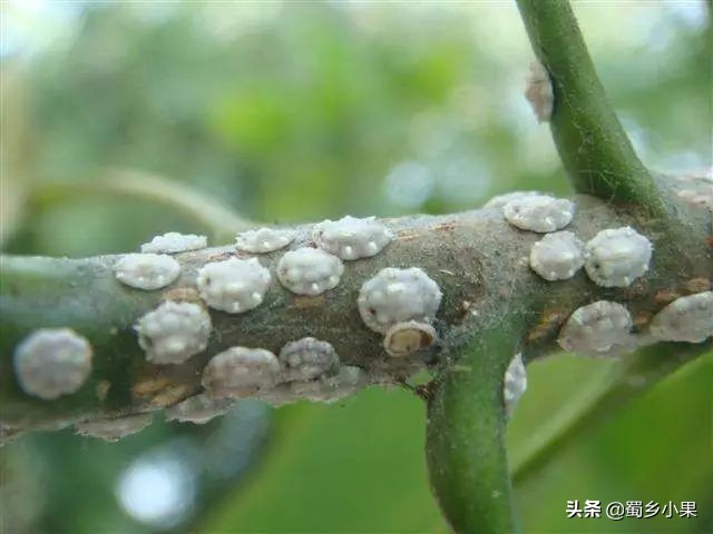 柑橘树干遭到虫害怎么防治,猕猴桃的病害和虫害有哪些