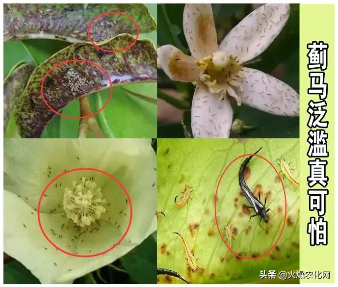 蓟马专用杀虫卵剂,除虫灭蚊大杀器