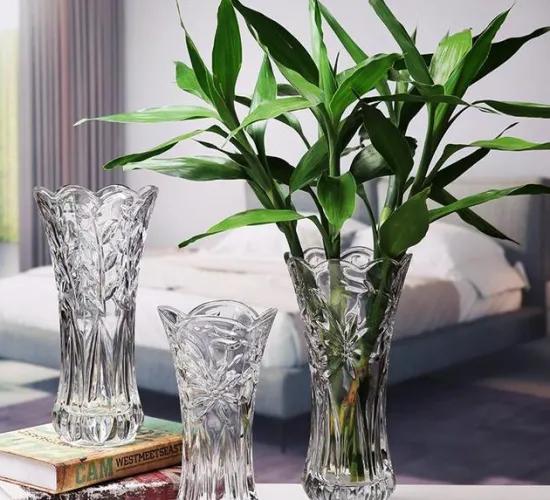 几支富贵竹寓意旺学业,富贵竹招财养几根好