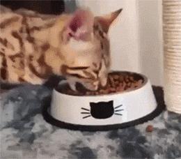 猫咪挑食不拉屎怎么办,猫咪挑食不吃猫粮可以放猫薄荷吗