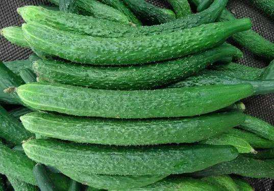 旱黄瓜和普通黄瓜有什么区别,黄瓜是旱黄瓜好还是水果黄瓜好