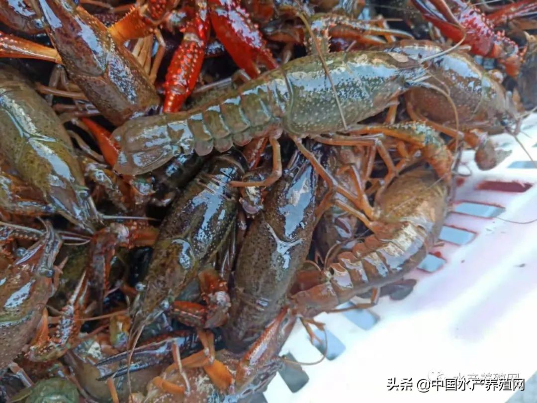 一亩能出多少小龙虾虾苗,小龙虾塘出虾苗多少钱一亩