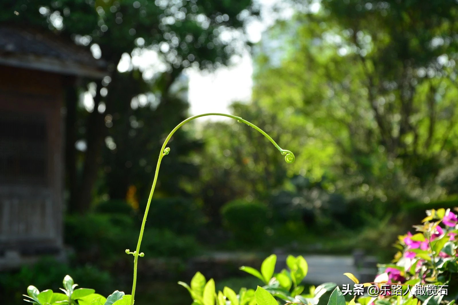 深圳园博园有什么好玩的,深圳园博园旅游指南