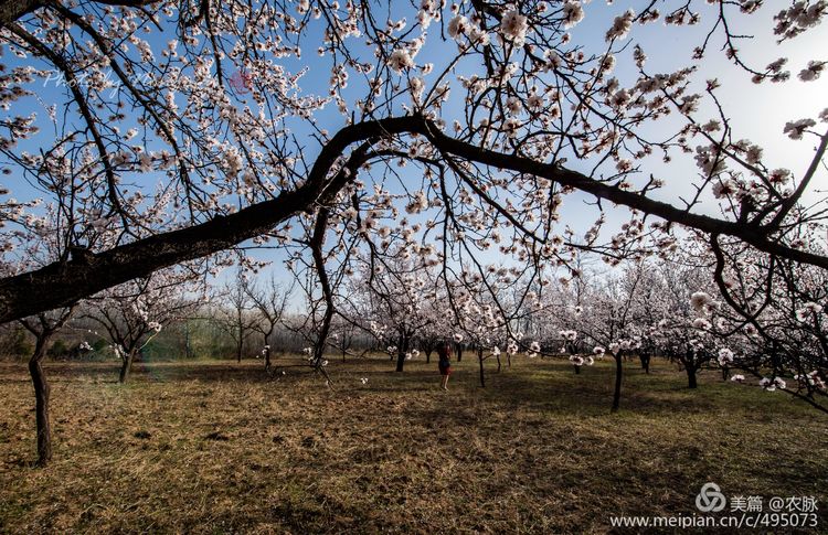 河南灵宝百年古杏林花开遍山野,灵宝北沟古杏林图片