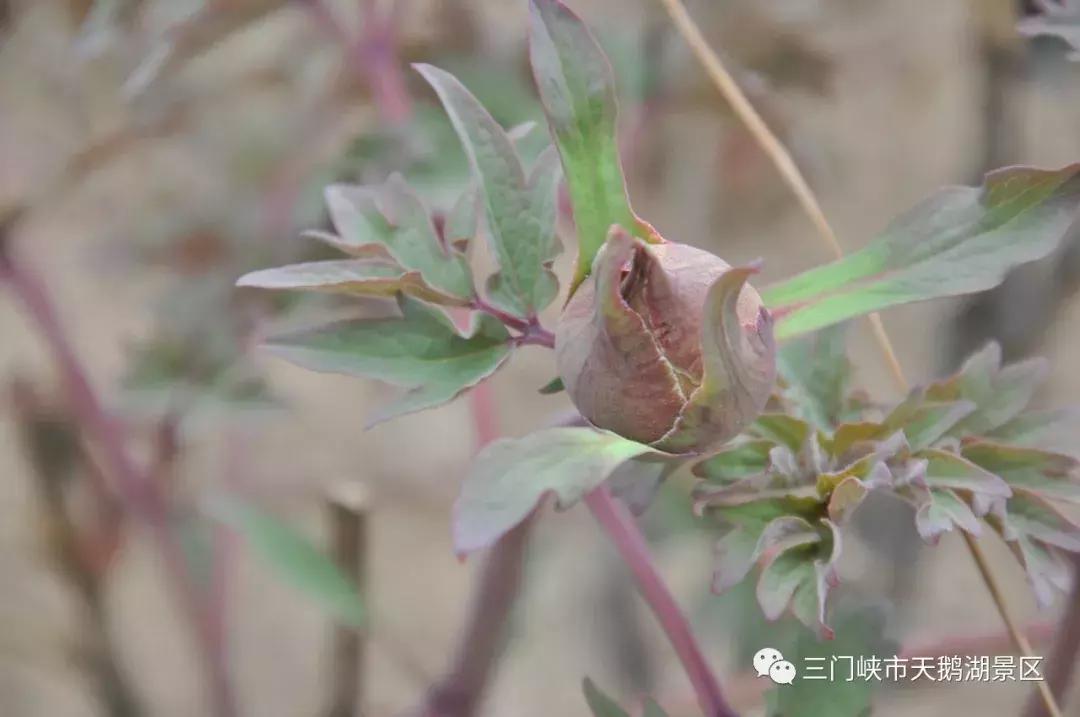 三门峡牡丹苑景区,三门峡牡丹苑的视频