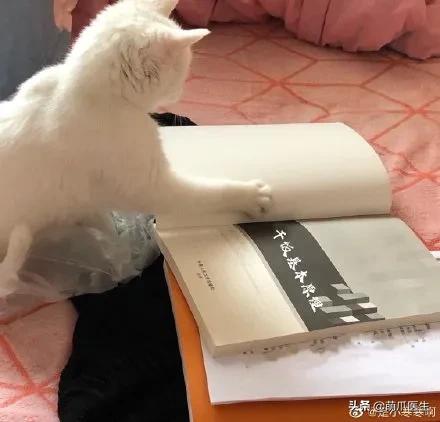 干饭猫,猫咪干饭跟饭桶一样