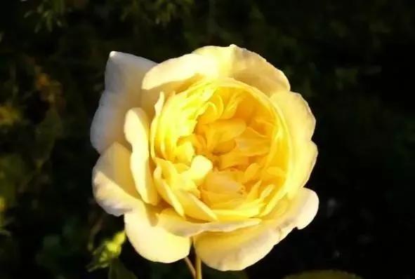 给大家介绍一下玫瑰品种,玫瑰的品种及特点介绍