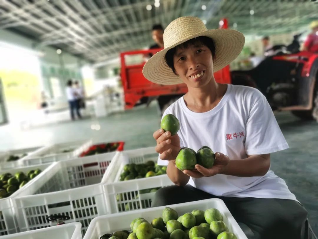 乌牛村来了6个年轻人,打造出一把致富“金钥匙”